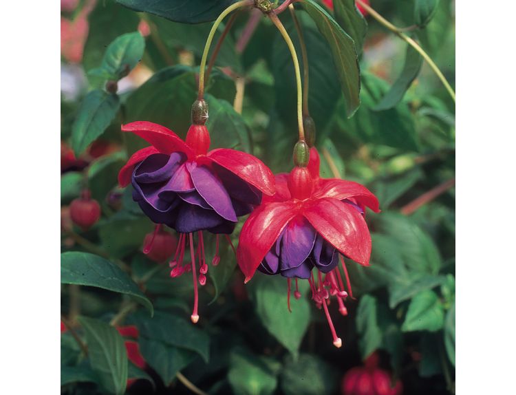 Mini Starter Plant Fuchsia (Bush) Dark Eyes - image 2