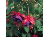 Mini Starter Plant Fuchsia (Bush) Dark Eyes - image 2
