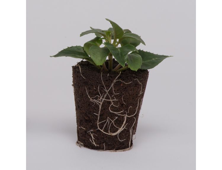 Mini Starter Plant Fuchsia (Bush) Dark Eyes - image 1