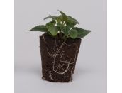 Mini Starter Plant Fuchsia (Bush) Dark Eyes - image 1
