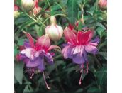 Mini Starter Plant Fuchsia (Bush) Winston Churchill
