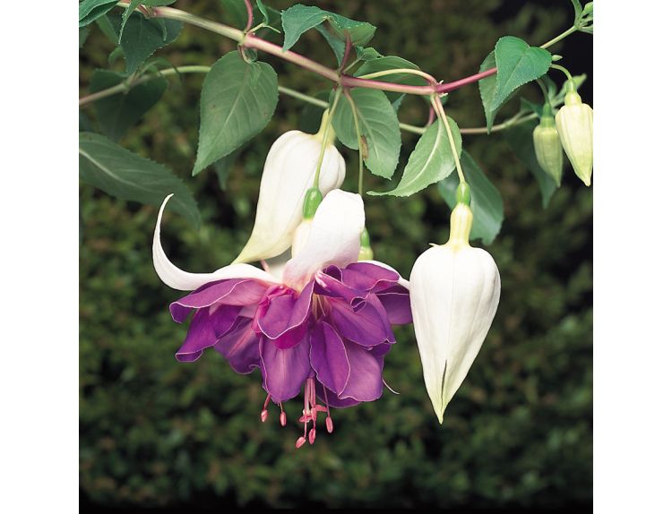 Mini Starter Plant Fuchsia SB (Trailing) Deep Purple