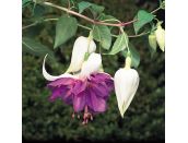 Mini Starter Plant Fuchsia SB (Trailing) Deep Purple