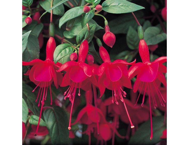 Mini Starter Plant Fuchsia (Trailing) Marinka