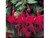 Mini Starter Plant Fuchsia (Trailing) Marinka