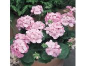 Mini Starter Plant Geranium New Century Appleblossom