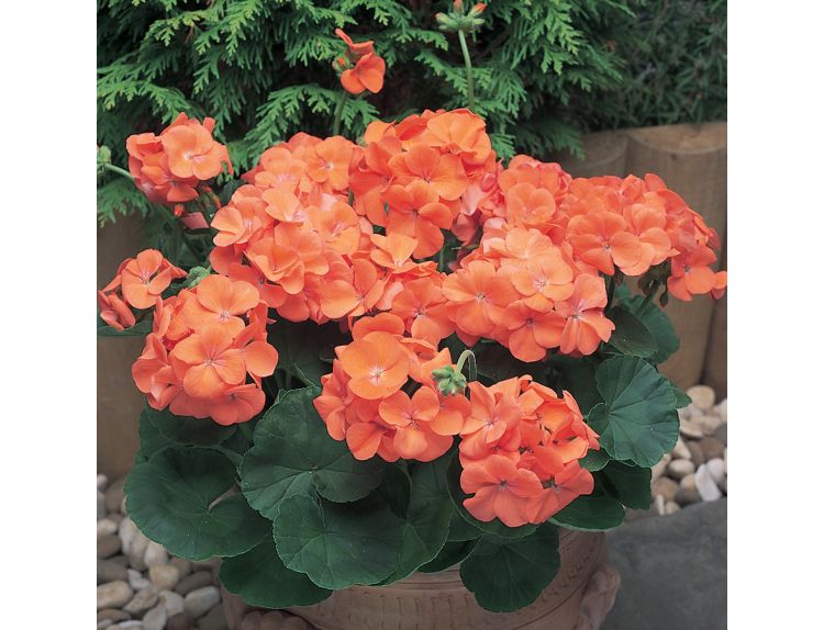 Mini Starter Plant Geranium New Century Orange - image 2