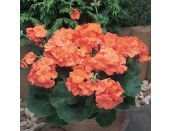 Mini Starter Plant Geranium New Century Orange - image 2