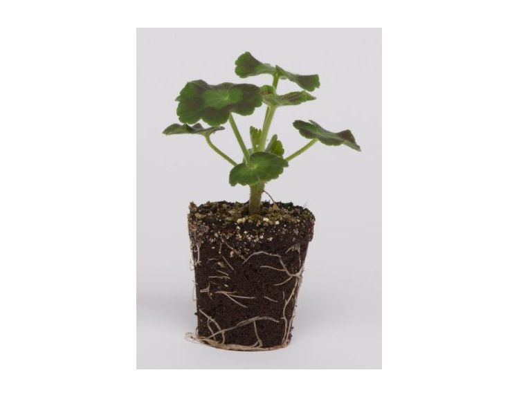 Mini Starter Plant Geranium New Century Orange - image 1