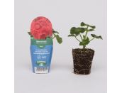 Mini Starter Plant Geranium New Century Red