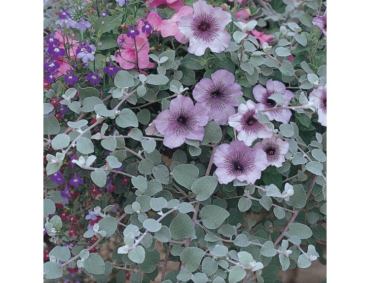 Mini Starter Plant Helichrysum Silver