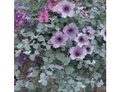 Mini Starter Plant Helichrysum Silver