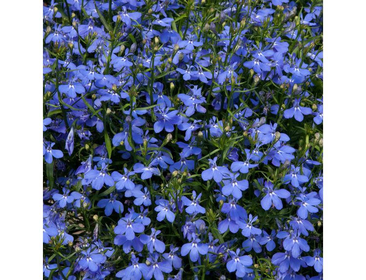 Mini Starter Plant Lobelia Waterfall™  Blue - image 1