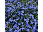 Mini Starter Plant Lobelia Waterfall™  Blue - image 1