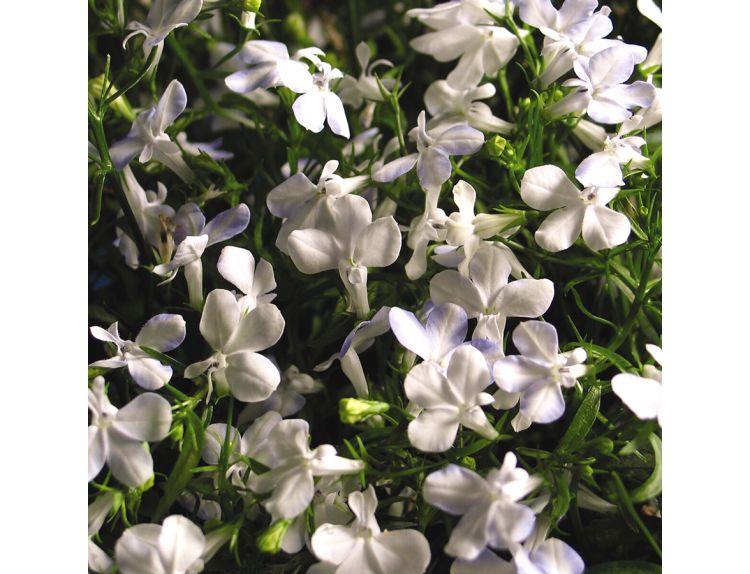 Mini Starter Plant Lobelia Waterfall™  White Sparkle - image 1