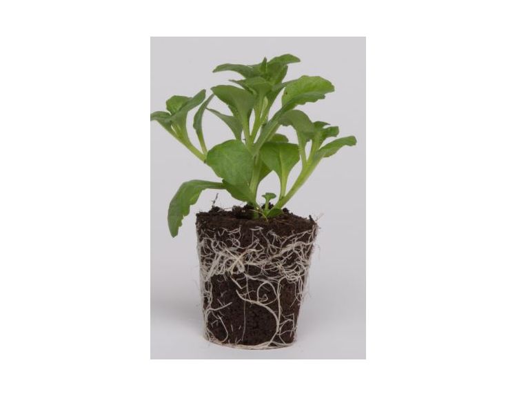 Mini Starter Plant Lobelia Waterfall™  White Sparkle - image 2