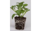 Mini Starter Plant Lobelia Waterfall™  White Sparkle - image 2
