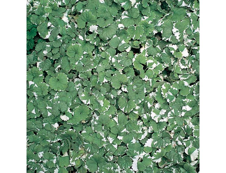 Mini Starter Plant Nepeta Hederacea