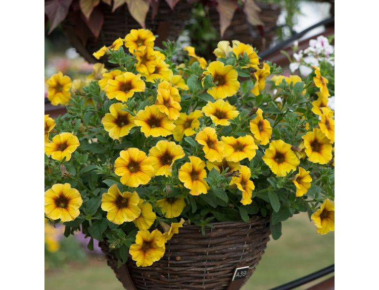 Mini Starter Plant Petchoa BeautiCal Caramel Yellow - image 2