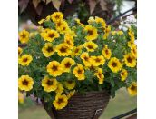 Mini Starter Plant Petchoa BeautiCal Caramel Yellow - image 2