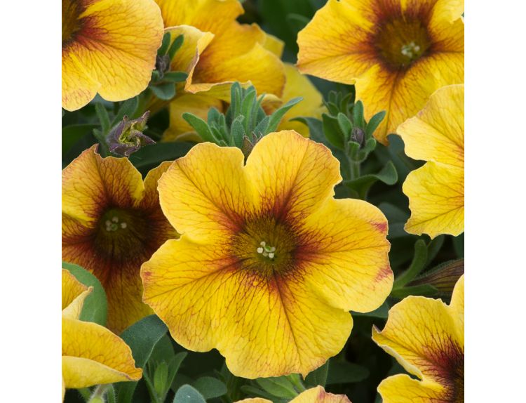 Mini Starter Plant Petchoa BeautiCal Caramel Yellow - image 1