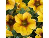 Mini Starter Plant Petchoa BeautiCal Caramel Yellow - image 1