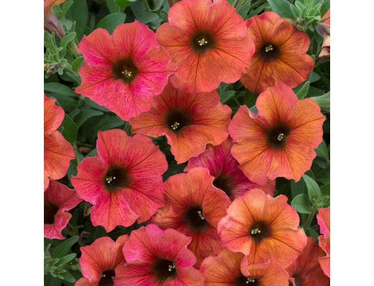 Mini Starter Plant Petchoa BeautiCal Cinnamon