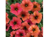 Mini Starter Plant Petchoa BeautiCal Cinnamon