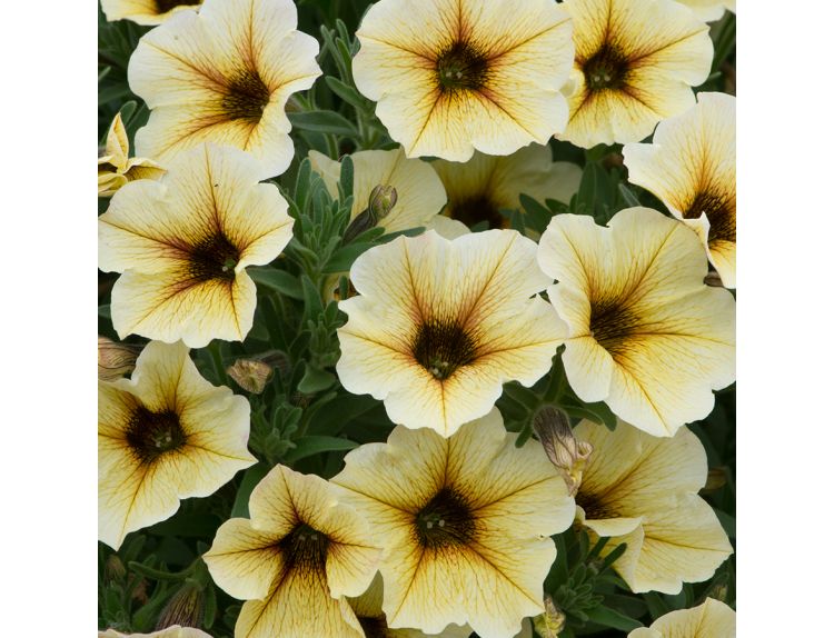 Mini Starter Plant Petchoa BeautiCal Vanilla 