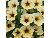 Mini Starter Plant Petchoa BeautiCal Vanilla 