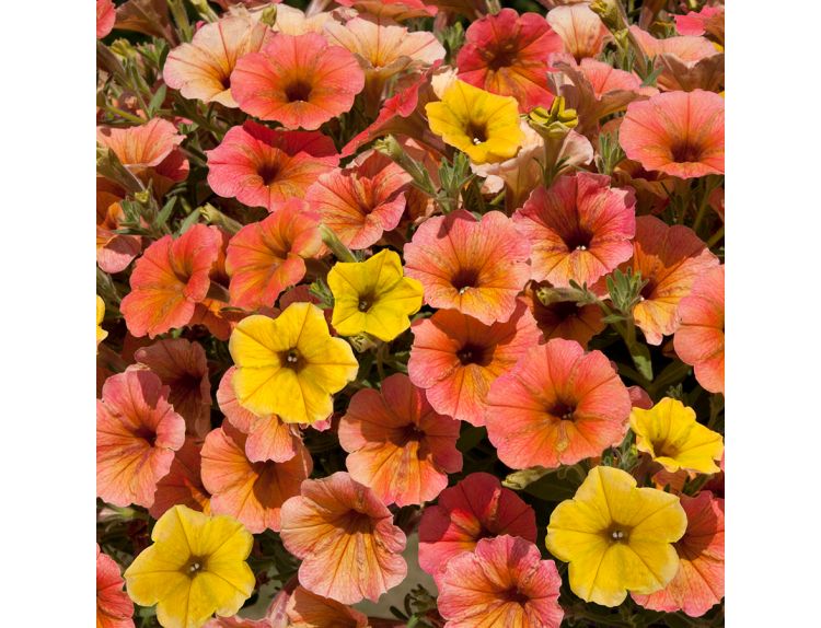 Mini Starter Plant Petunia Cascadia Indian Summer - image 2