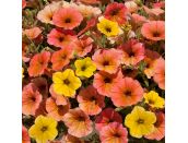 Mini Starter Plant Petunia Cascadia Indian Summer - image 2