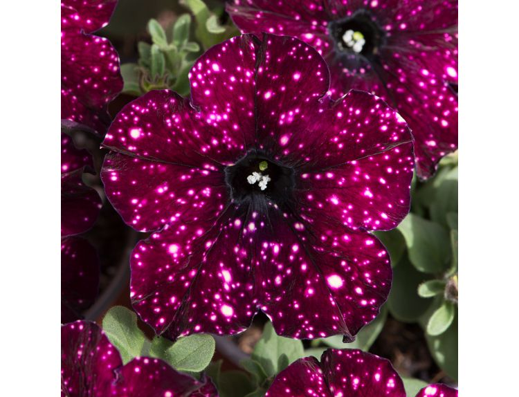 Mini Starter Plant Petunia Lightning Sky - image 2