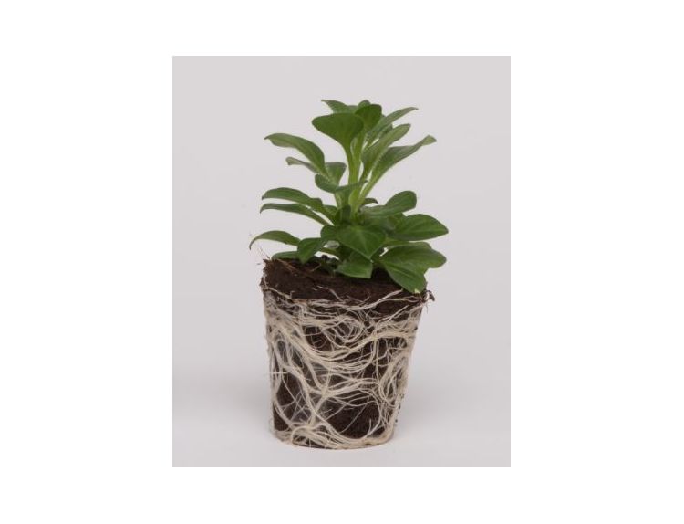 Mini Starter Plant Petunia Lightning Sky - image 1