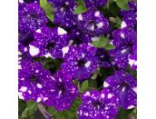Mini Starter Plant Petunia Night sky - image 1