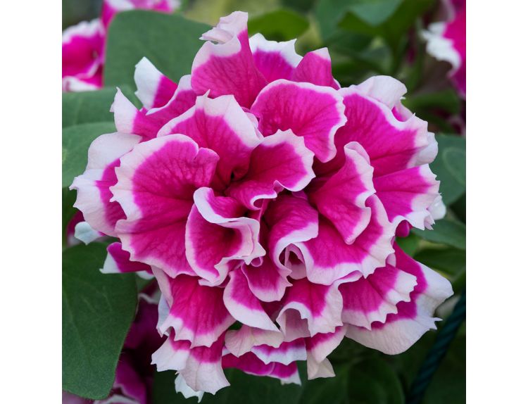 Mini Starter Plant Petunia Tumbelina™ Anna - image 2