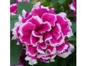 Mini Starter Plant Petunia Tumbelina™ Anna - image 2