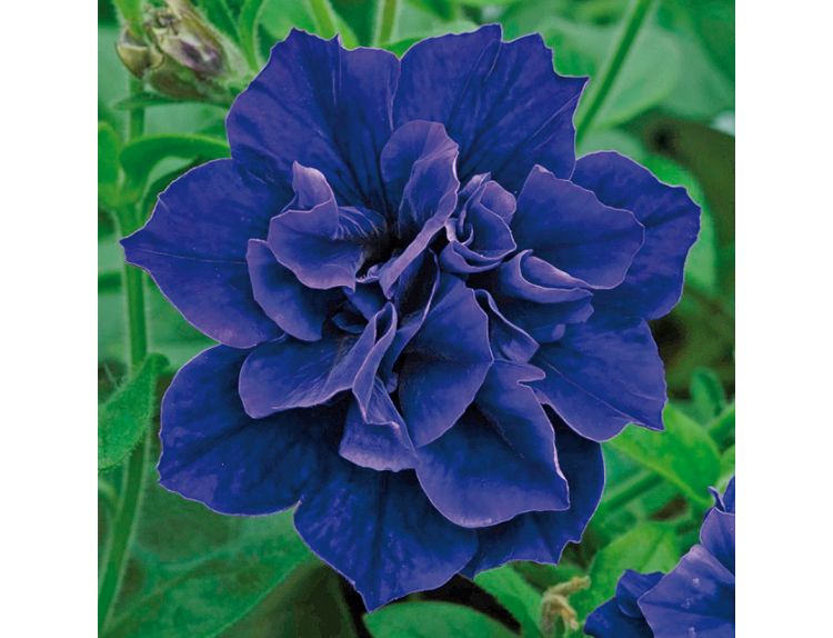 Mini Starter Plant Petunia Tumbelina™ Belinda