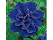 Mini Starter Plant Petunia Tumbelina™ Belinda