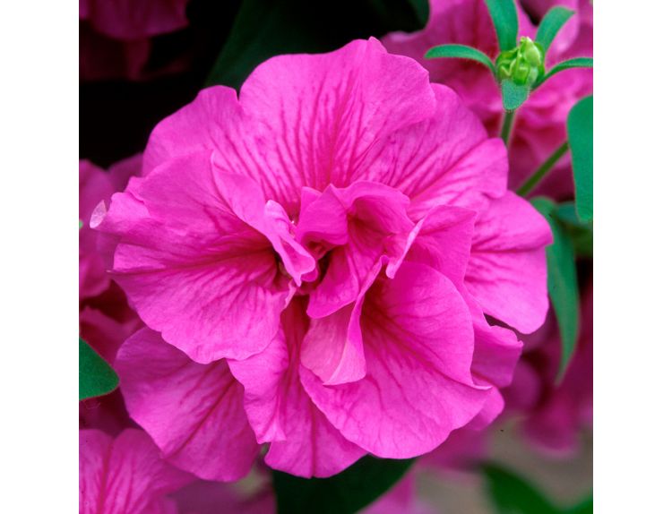 Mini Starter Plant Petunia Tumbelina Candyfloss - image 1
