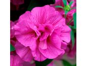 Mini Starter Plant Petunia Tumbelina Candyfloss - image 1