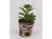 Mini Starter Plant Petunia Tumbelina Candyfloss - image 2