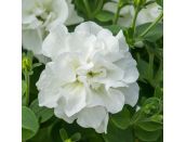 Mini Starter Plant Petunia Tumbelina™ Diana