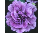 Mini Starter Plant Petunia Tumbelina™ Priscilla