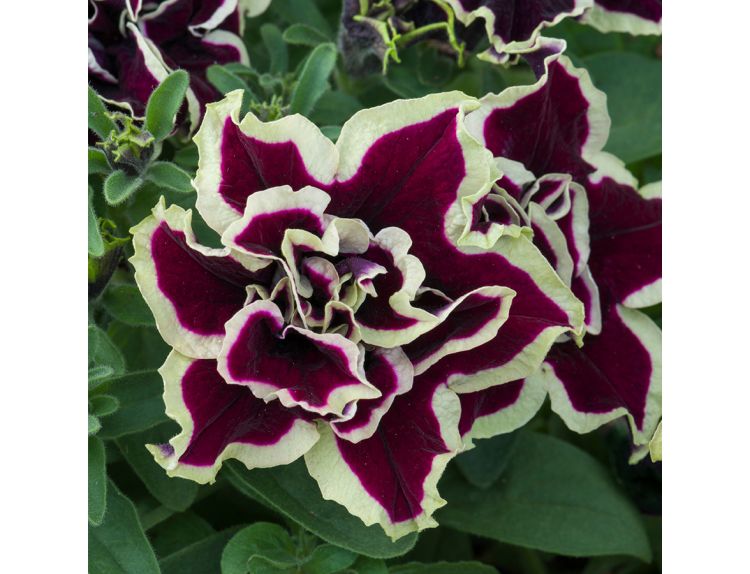 Mini Starter Plant Petunia Tumbelina Superstar - image 1