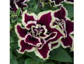 Mini Starter Plant Petunia Tumbelina Superstar - image 1