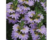 Mini Starter Plant Scaevola Blue Print