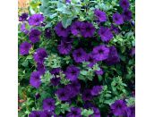 Mini Starter Plant Surfinia® Blue