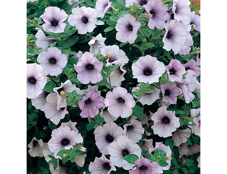 Mini Starter Plant Surfinia® Blue Vein - image 2