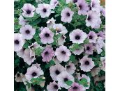 Mini Starter Plant Surfinia® Blue Vein - image 2